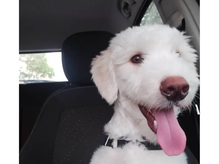 Cachorro ra a Poodle idade 1 ano nome Node
