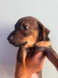 Cachorro raça SRD-ViraLata idade Abaixo de 2 meses nome Sem Nome 