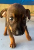 Cachorro raça SRD-ViraLata idade Abaixo de 2 meses nome Sem Nome 