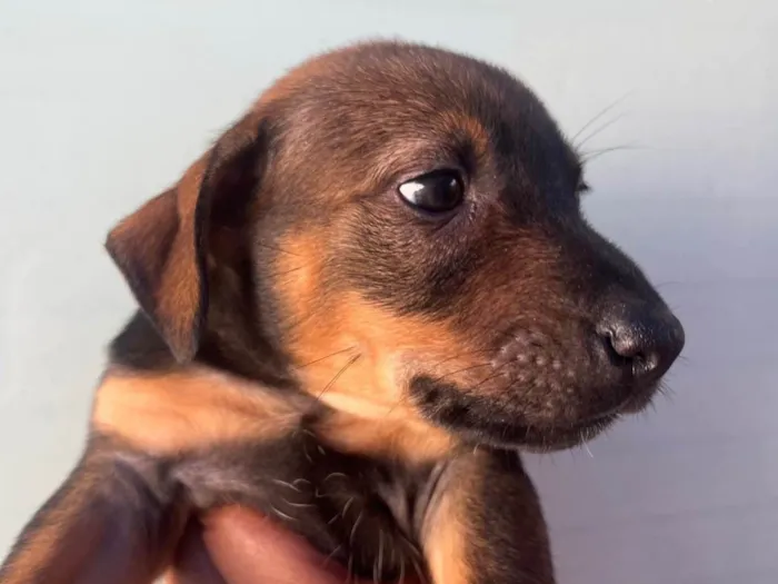 Cachorro raça SRD-ViraLata idade Abaixo de 2 meses nome Sem Nome 