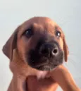 Cachorro raça SRD-ViraLata idade Abaixo de 2 meses nome Sem Nome 