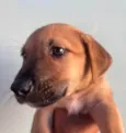 Cachorro raça SRD-ViraLata idade Abaixo de 2 meses nome Sem Nome 