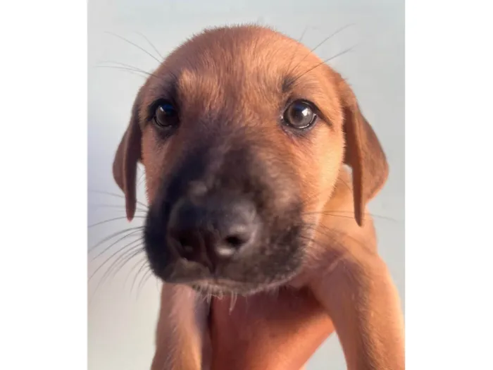 Cachorro raça SRD-ViraLata idade Abaixo de 2 meses nome Sem Nome 