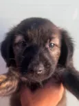 Cachorro raça SRD-ViraLata idade Abaixo de 2 meses nome Sem Nome 