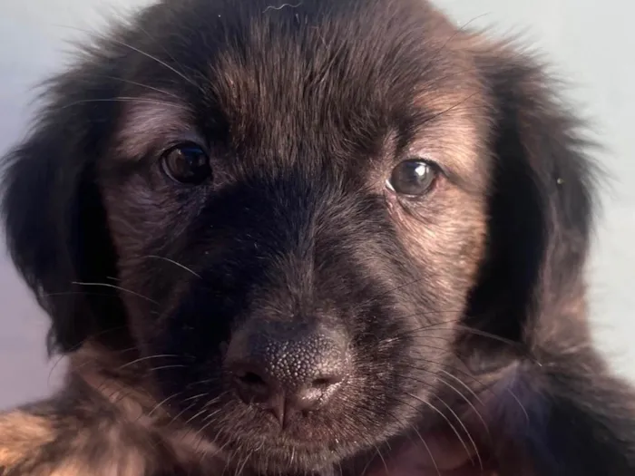 Cachorro raça SRD-ViraLata idade Abaixo de 2 meses nome Sem Nome 