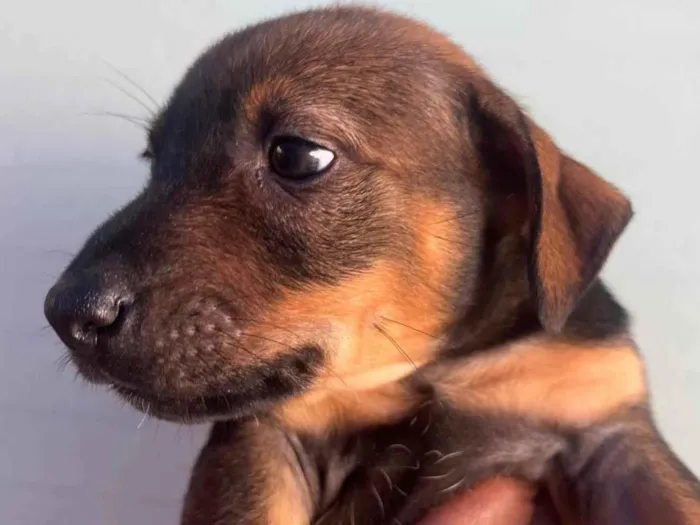 Cachorro raça SRD-ViraLata idade Abaixo de 2 meses nome Sem Nome 
