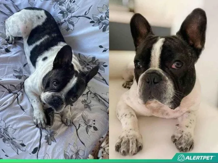Cachorro ra a Bulldog Francês idade 3 anos nome Thor