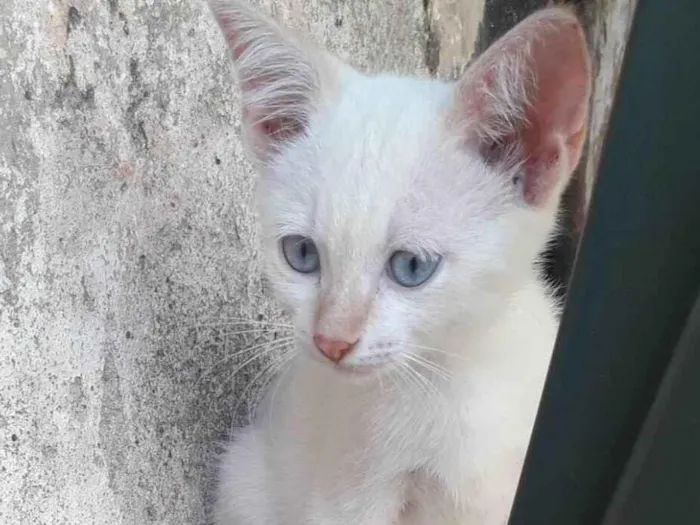 Gato ra a SRD-ViraLata idade Abaixo de 2 meses nome Snow Boy