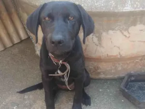 Cachorro raça Labradora idade 2 a 6 meses nome Pantera 