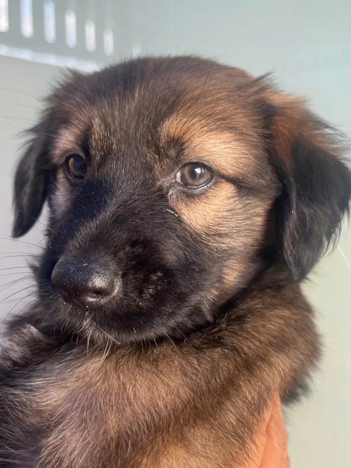 Cachorro raça SRD-ViraLata idade Abaixo de 2 meses nome Sem Nome 