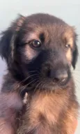 Cachorro raça SRD-ViraLata idade Abaixo de 2 meses nome Sem Nome 