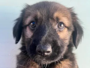 Cachorro raça SRD-ViraLata idade Abaixo de 2 meses nome Sem Nome 