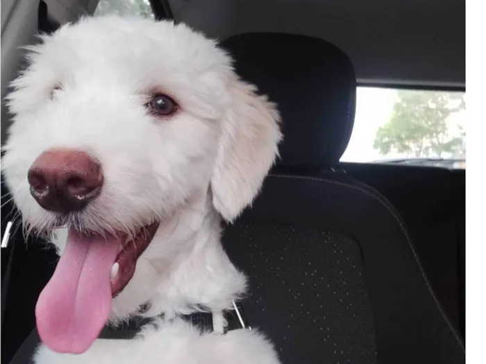 Cachorro ra a Poodle idade 1 ano nome Node