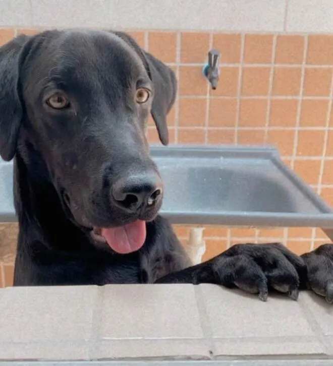 Cachorro ra a Labrador idade 7 a 11 meses nome Balu