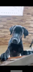 Balu