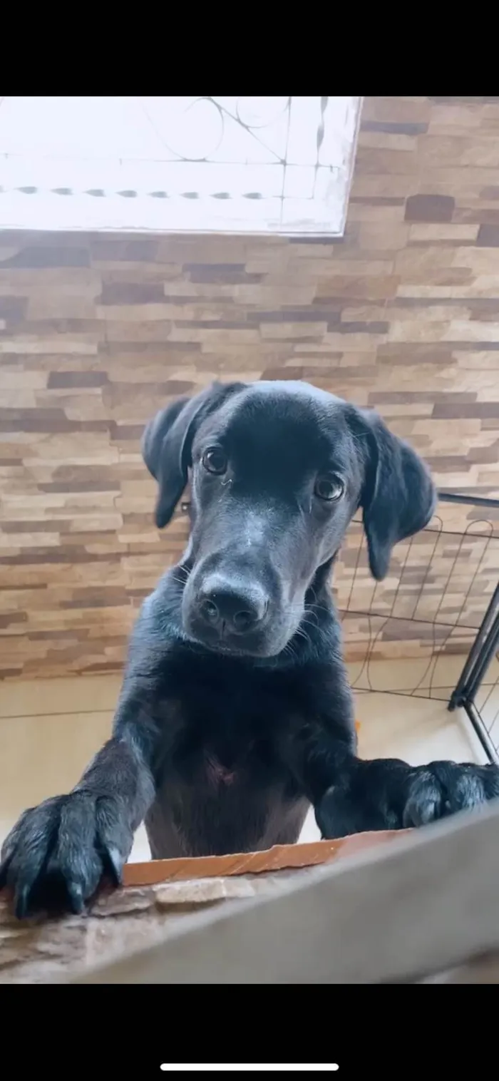 Cachorro ra a Labrador idade 7 a 11 meses nome Balu