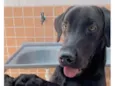 Balu