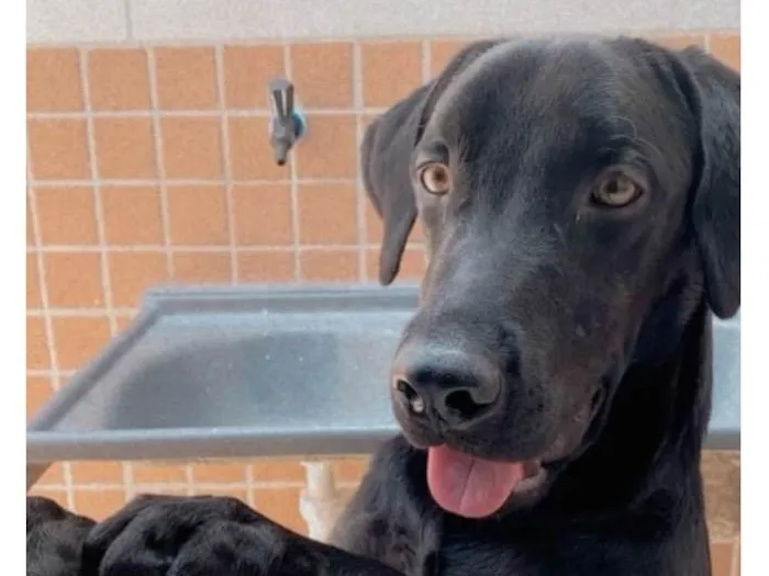 Cachorro ra a Labrador idade 7 a 11 meses nome Balu