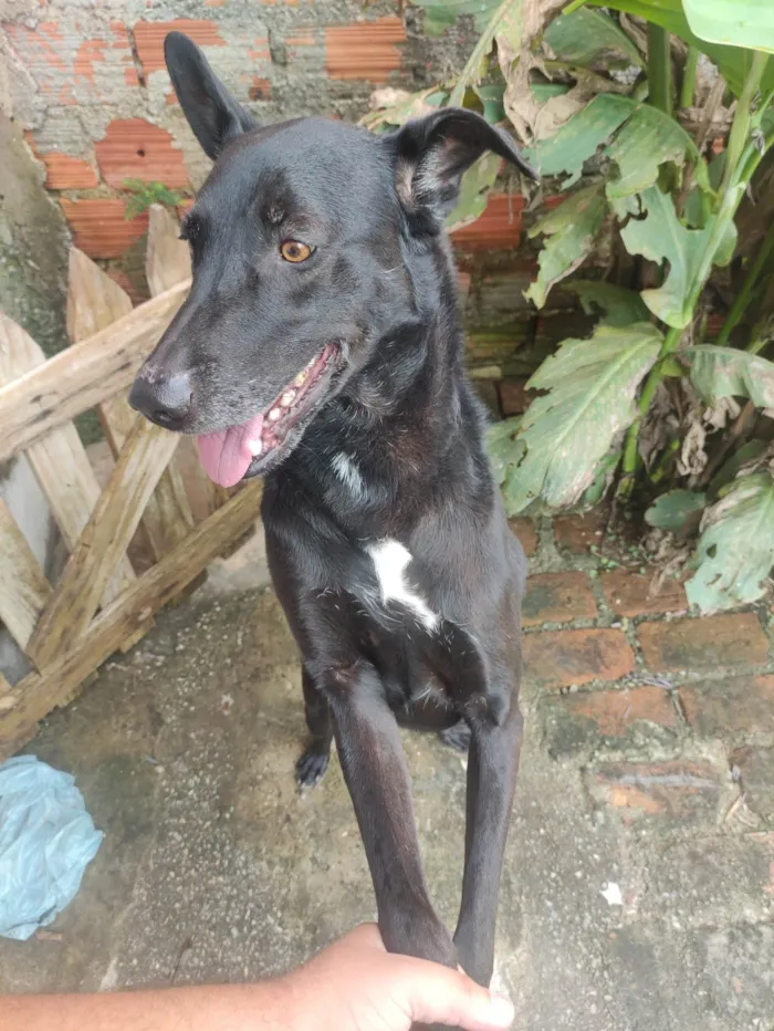 Cachorro ra a SRD-ViraLata idade 5 anos nome Lobinho