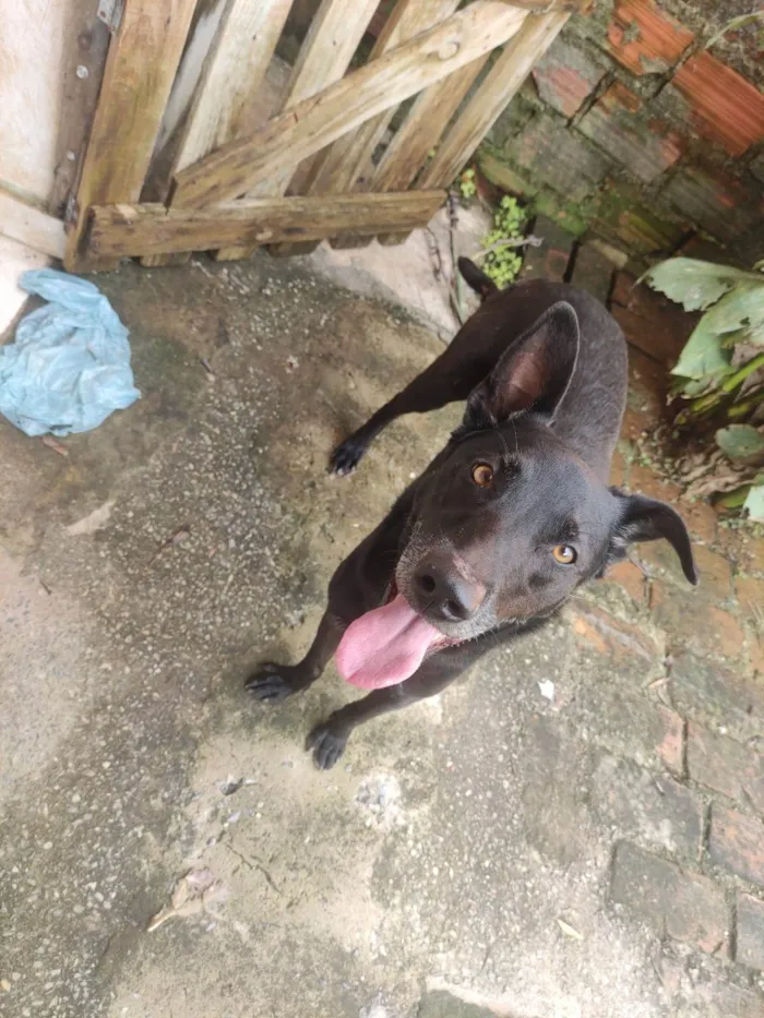 Cachorro ra a SRD-ViraLata idade 5 anos nome Lobinho