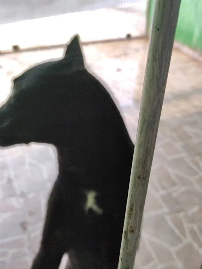 Cachorro ra a SRD-ViraLata idade 5 anos nome Lobinho