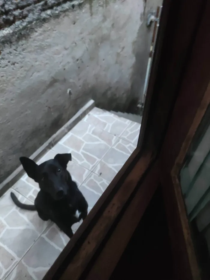 Cachorro ra a SRD-ViraLata idade 5 anos nome Lobinho