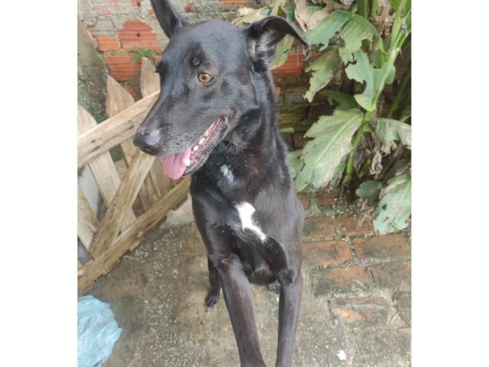 Cachorro ra a SRD-ViraLata idade 5 anos nome Lobinho