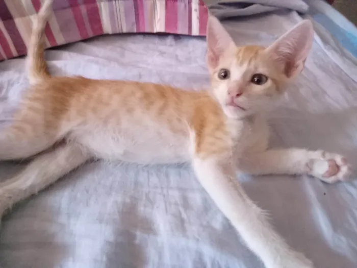 Gato ra a Sem raça definida idade 2 a 6 meses nome Sem nome