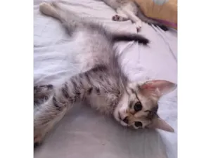 Gato raça Sem raça definida idade 2 a 6 meses nome Sem nome