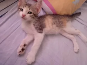 Gato raça Sem raça definida idade 2 a 6 meses nome Sem nome
