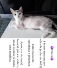 Gato raça Sem raça definida idade 7 a 11 meses nome Não tem nomee