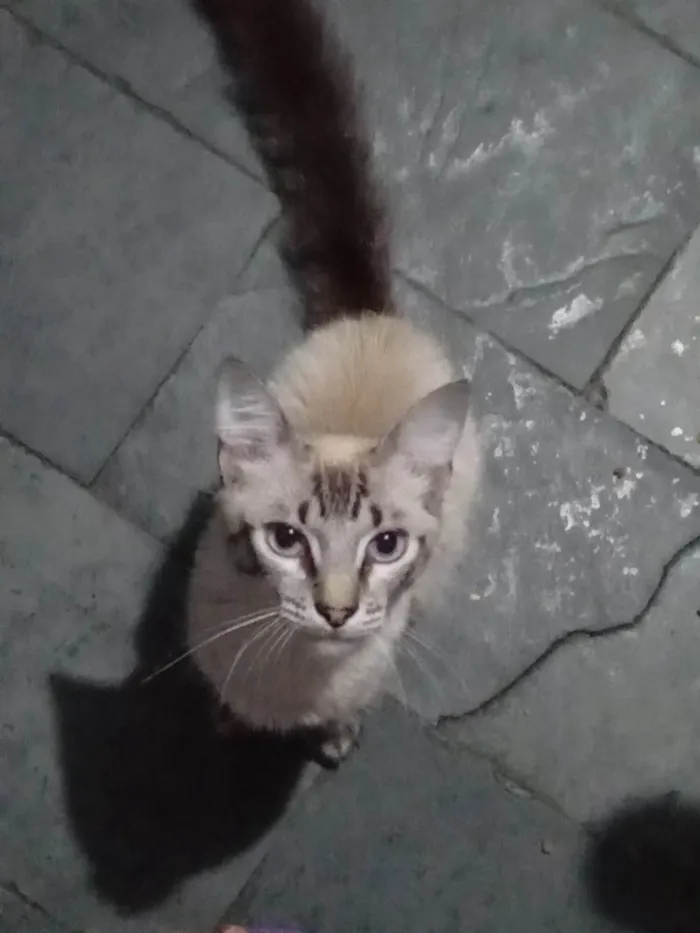 Gato ra a Sem raça definida idade 1 ano nome Haru