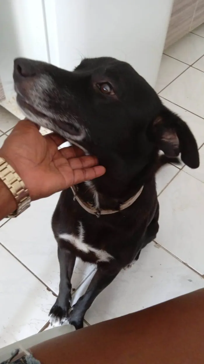 Cachorro ra a Labrador idade 2 anos nome Preto