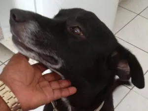 Cachorro raça Labrador idade 2 anos nome Preto