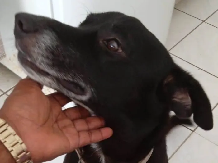 Cachorro ra a Labrador idade 2 anos nome Preto