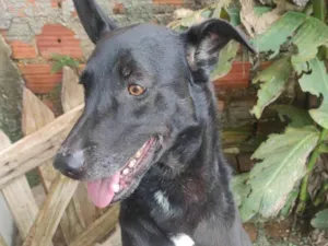 Cachorro raça SRD-ViraLata idade 5 anos nome Lobinho