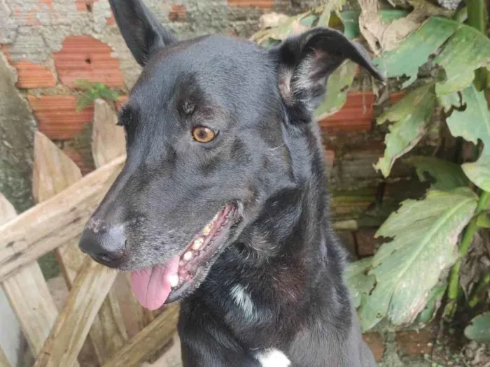 Cachorro ra a SRD-ViraLata idade 5 anos nome Lobinho