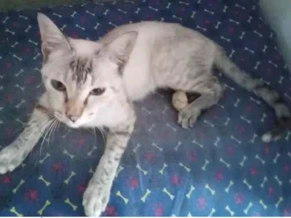 Gato ra a Sem raça definida idade 1 ano nome Não tem nome