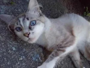 Gato raça Sem raça definida idade 7 a 11 meses nome Não tem nomee