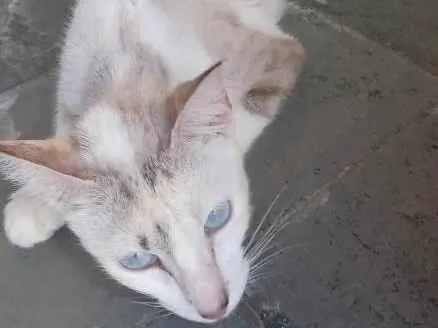 Gato ra a Sem raça definida idade 2 anos nome Nina