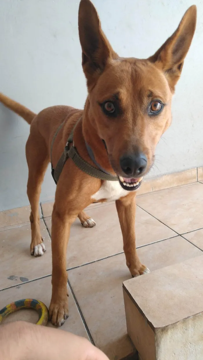 Cachorro ra a SRD-ViraLata idade 5 anos nome Bob 