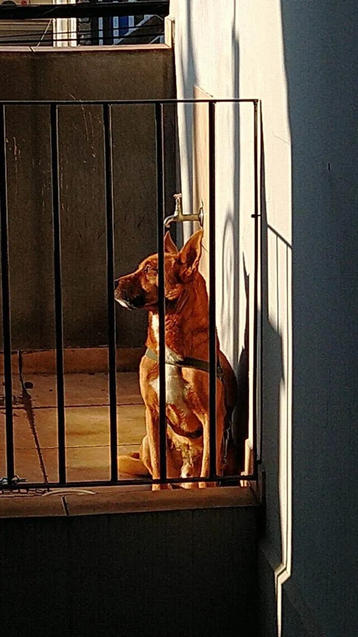 Cachorro ra a SRD-ViraLata idade 5 anos nome Bob 