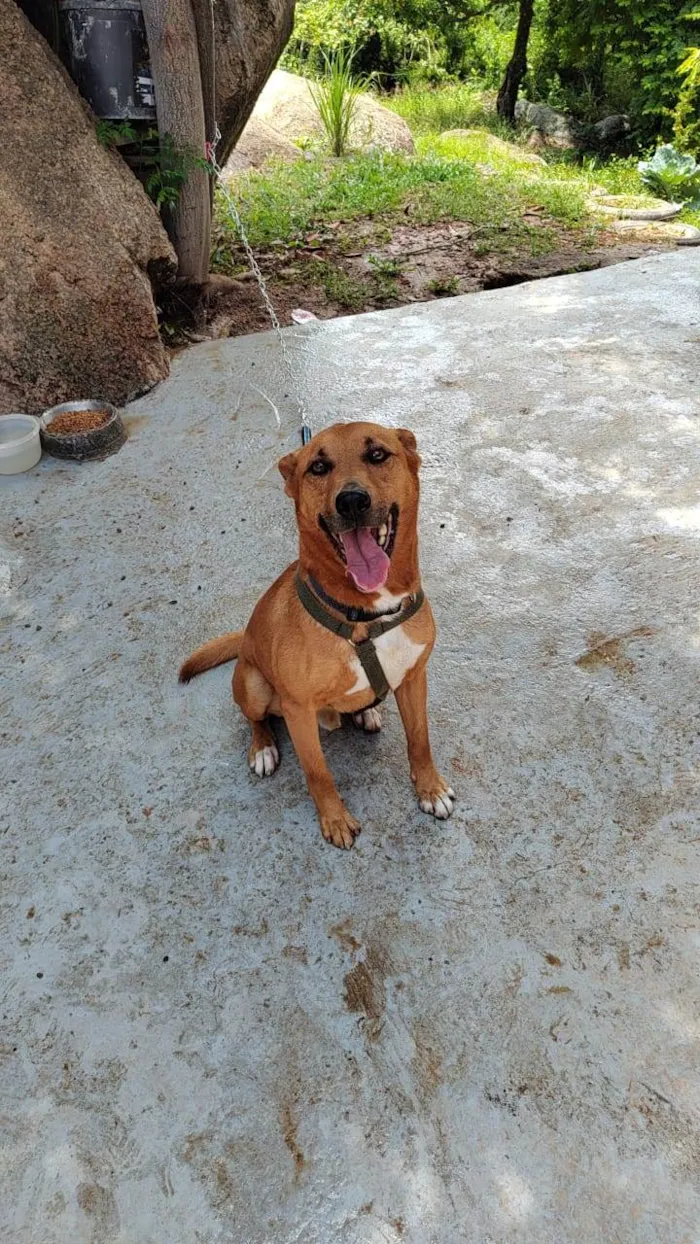 Cachorro ra a SRD-ViraLata idade 5 anos nome Bob 