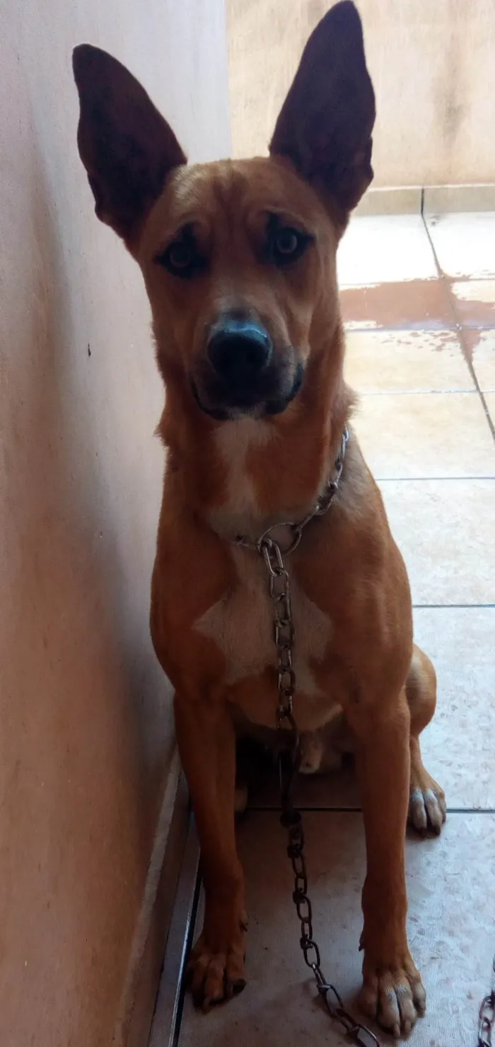 Cachorro ra a SRD-ViraLata idade 5 anos nome Bob 