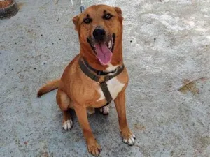 Cachorro raça SRD-ViraLata idade 5 anos nome Bob 