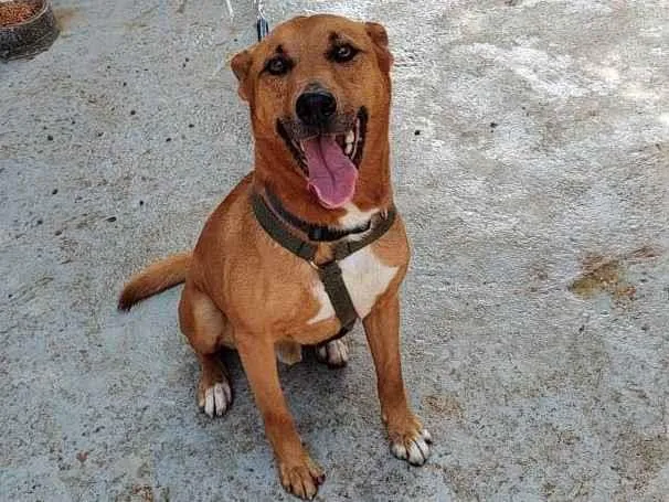 Cachorro ra a SRD-ViraLata idade 5 anos nome Bob 