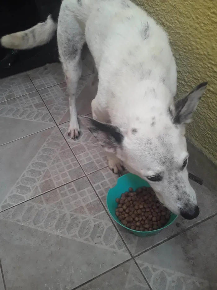 Cachorro ra a SRD-ViraLata idade 7 a 11 meses nome Cid