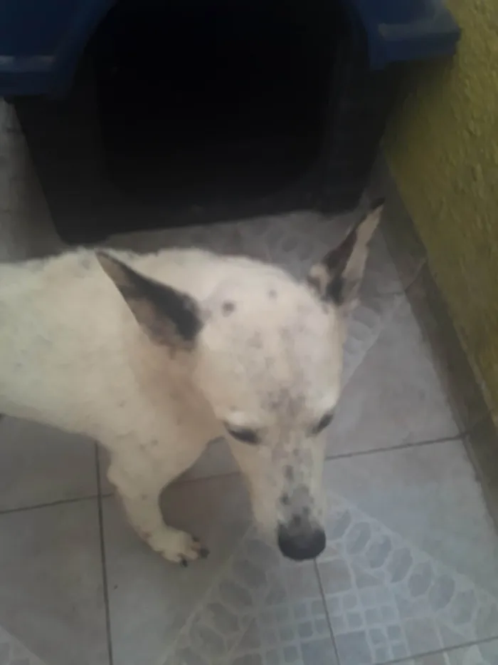 Cachorro ra a SRD-ViraLata idade 7 a 11 meses nome Cid