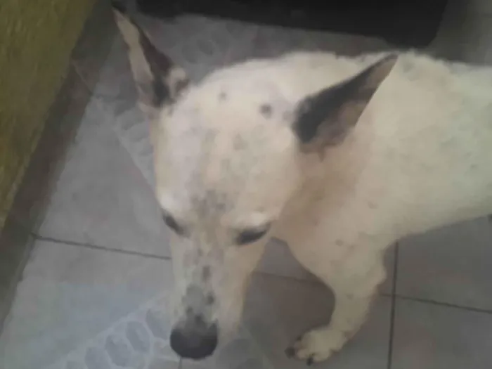 Cachorro ra a SRD-ViraLata idade 7 a 11 meses nome Cid