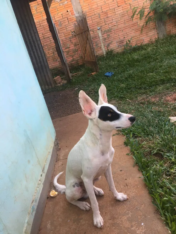 Cachorro ra a SRD-ViraLata idade 7 a 11 meses nome Pirata